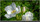 Sommerblüten am Wegrand | Dünenweg | Westerschelde - Zeeland | © JosWaS - Josef Walter Schumacher